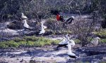 ガラパゴス諸島