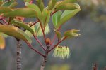 ニューカレドニア　イル･デ･パン島の植物