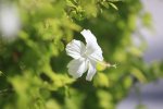 ニューカレドニア　イル･デ･パン島の花