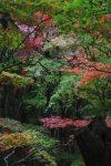 秋の風景2013 北海道・大阪・奈良・京都・兵庫・九州