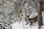 雪と鹿