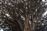 カナリア諸島　テネリフェ島