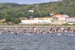 イタリア　サンピエトロ島　フラミンゴ