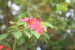 ニューカレドニア　イル･デ･パン島の花