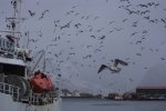 ノルウェー　ロフォーテン諸島