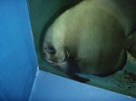 キプロス島_水族館