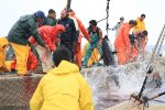 イタリア　サンピエトロ島　マグロ漁