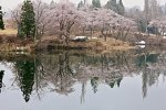 新潟県　妙高サンシャインゴルフクラブ 