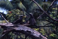 セイシェル共和国　マヘ島　鳥