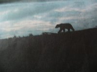 コディアック島