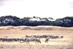 オーストラリア　カンガルー島