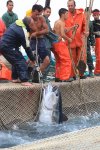 イタリア　サンピエトロ島　マグロ漁