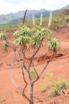 ニューカレドニア　イル･デ･パン島の植物