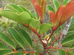 ニューカレドニア　イル･デ･パン島の植物