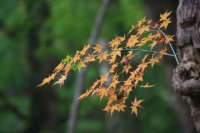 秋の風景2013 北海道・大阪・奈良・京都・兵庫・九州