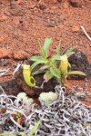 ニューカレドニア　イル･デ･パン島の植物