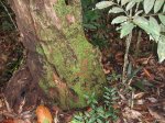 ニューカレドニア　イル･デ･パン島の植物