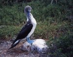 ガラパゴス諸島=Ⅱ_5ノースセイモア島