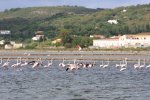 イタリア　サンピエトロ島　フラミンゴ