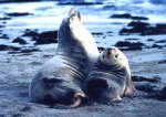 オーストラリア　カンガルー島