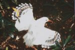 ニューカレドニア　イル･デ･パン島の鳥