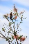 ニューカレドニア　イル･デ･パン島の植物