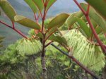 ニューカレドニア　イル･デ･パン島の植物