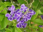 ニューカレドニア　イル･デ･パン島の花