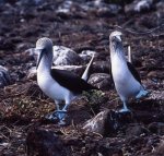 ガラパゴス諸島