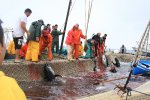 イタリア　サンピエトロ島　マグロ漁