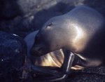 ガラパゴス諸島=Ⅰ_6ヘノベサ島