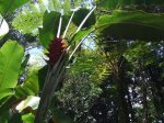 ニューカレドニア　イル･デ･パン島の植物