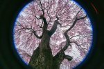 2014年春　桜