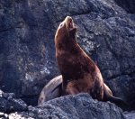 クィーンシャーロット島