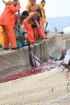 イタリア　サンピエトロ島　マグロ漁