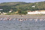 イタリア　サンピエトロ島　フラミンゴ