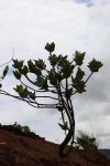 ニューカレドニア　イル･デ･パン島の植物